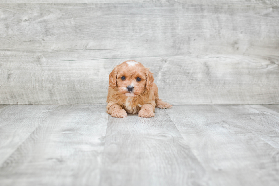 Petite Cavapoo Poodle Mix Pup