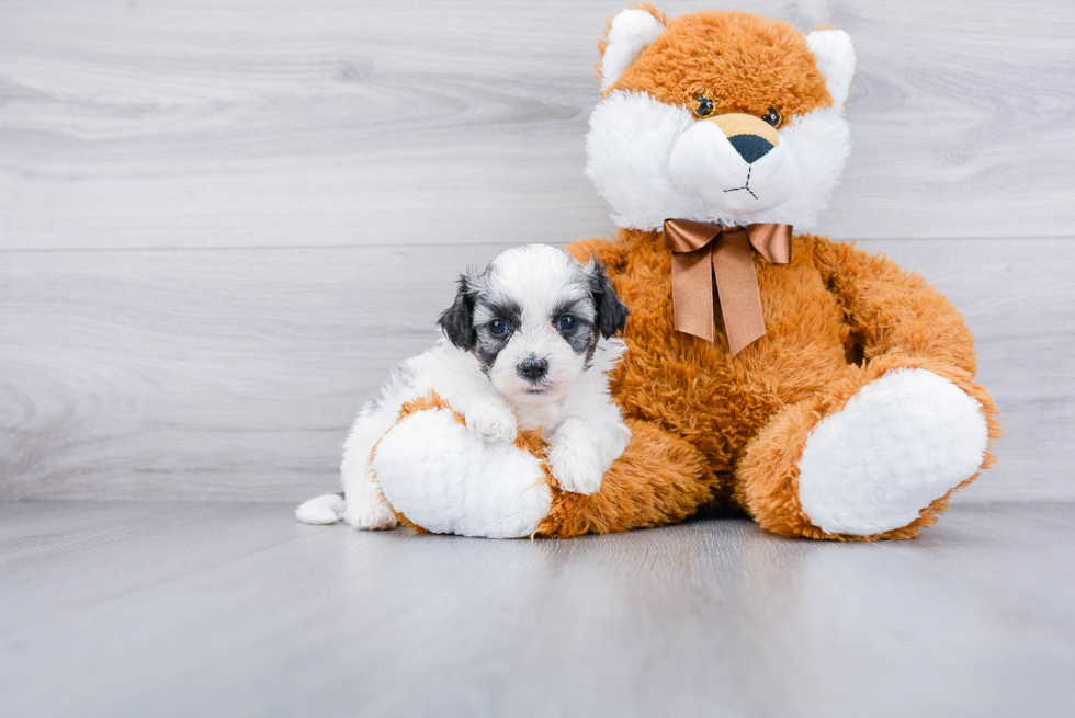 Funny Teddy Bear Designer Pup
