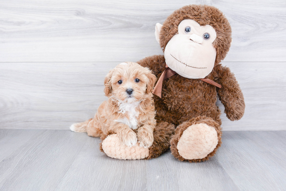 Popular Cavapoo Poodle Mix Pup