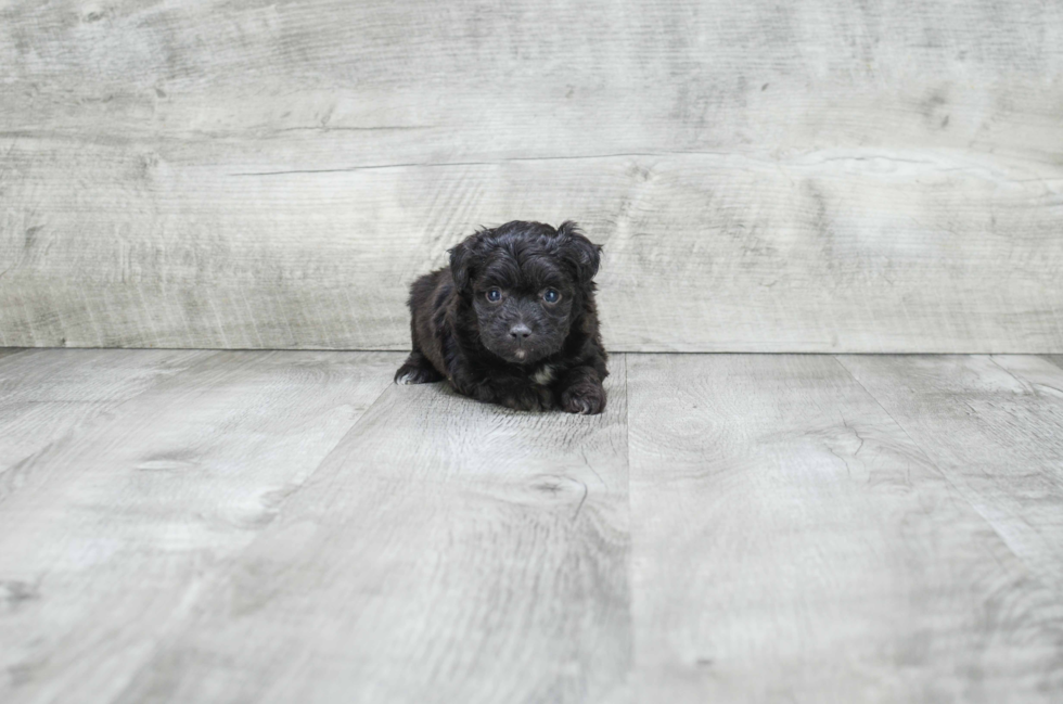 Best Mini Aussiedoodle Baby