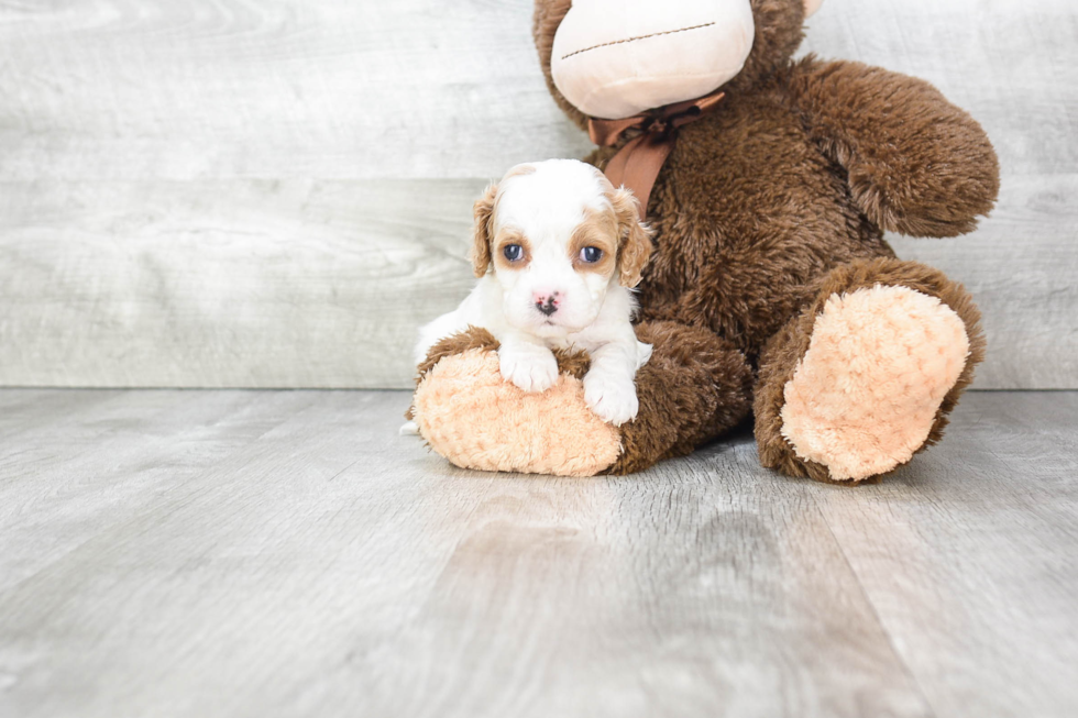 Cavapoo Pup Being Cute