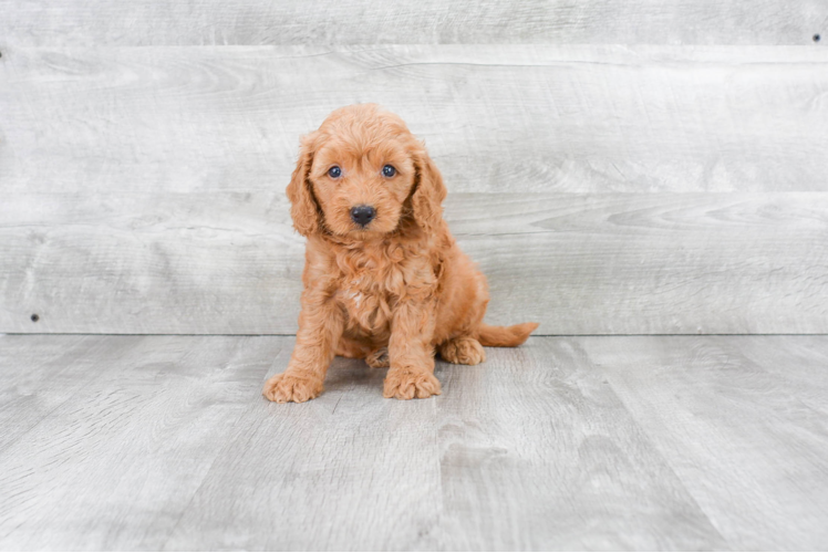 Cute Mini Goldendoodle Baby