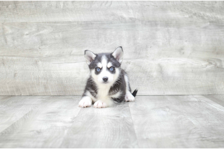 Adorable Mini Husky Designer Puppy