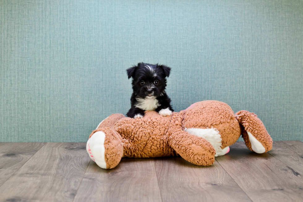 Small Morkie Baby