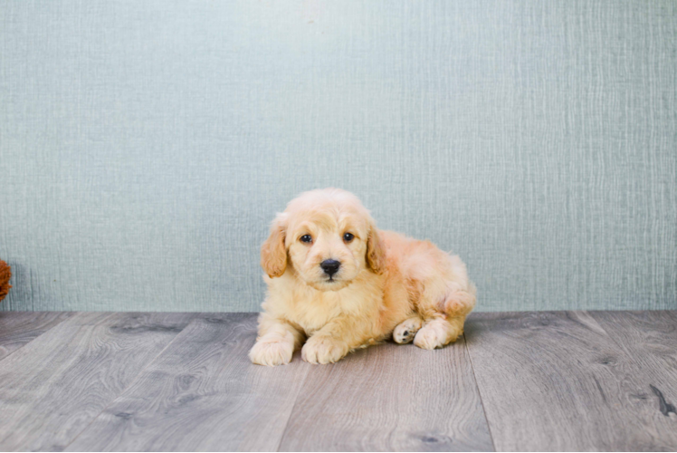 Mini Goldendoodle Pup Being Cute