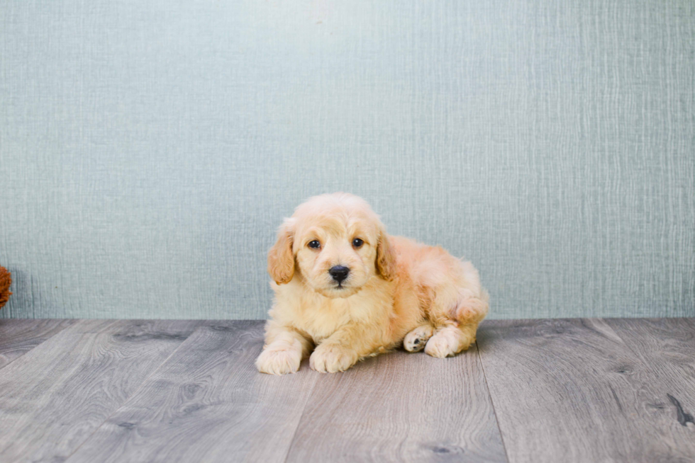 Mini Goldendoodle Pup Being Cute