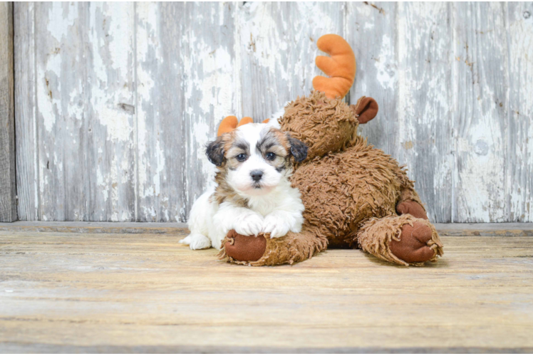 Funny Teddy Bear Designer Pup