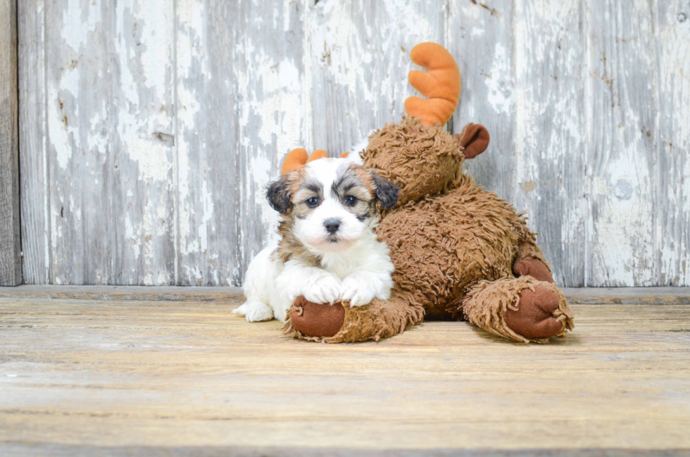 Funny Teddy Bear Designer Pup