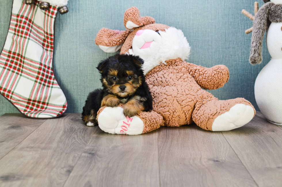 Morkie Pup Being Cute