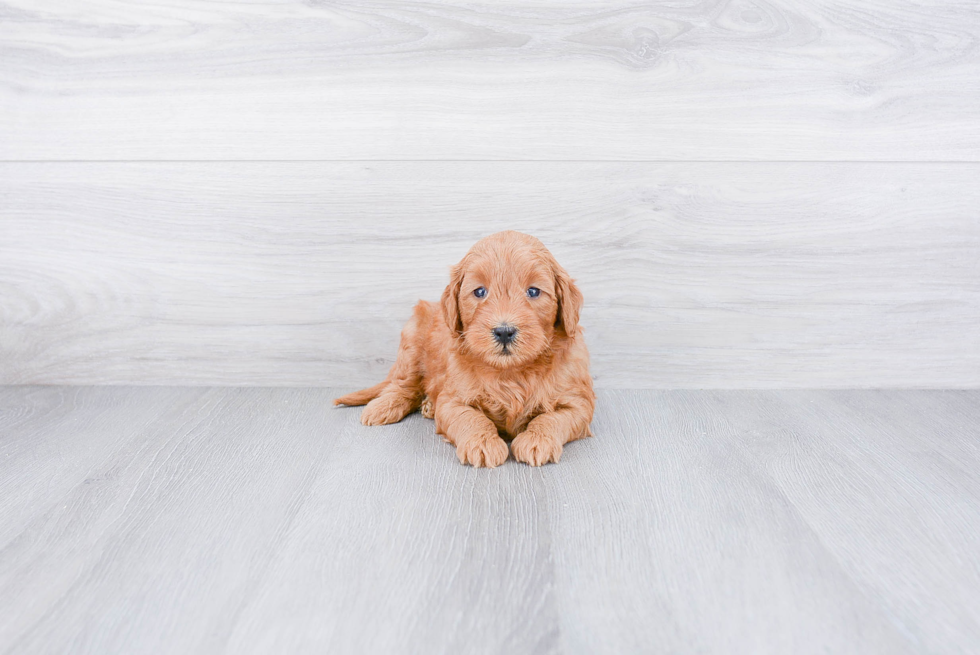 Mini Goldendoodle Pup Being Cute