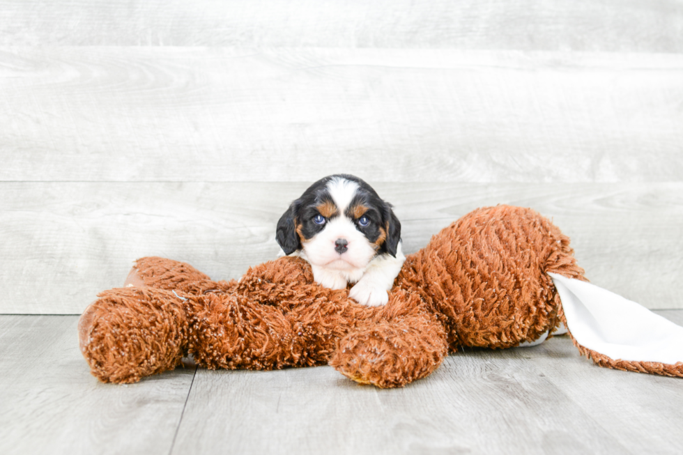 Best Cavalier King Charles Spaniel Baby