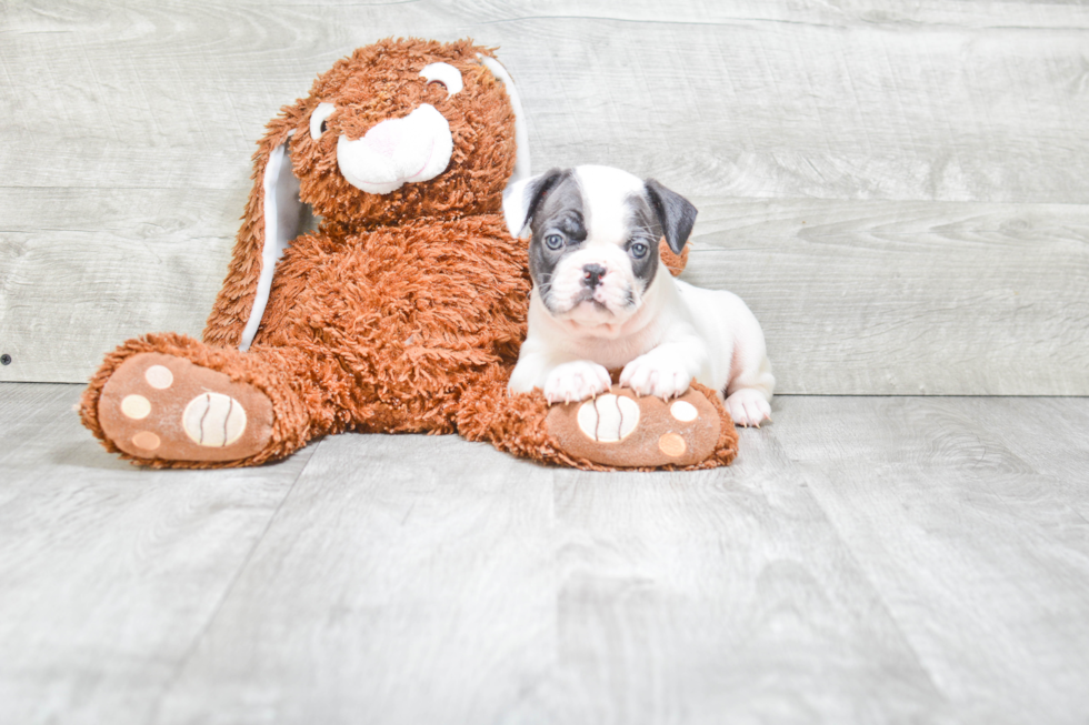 French Bulldog Puppy for Adoption