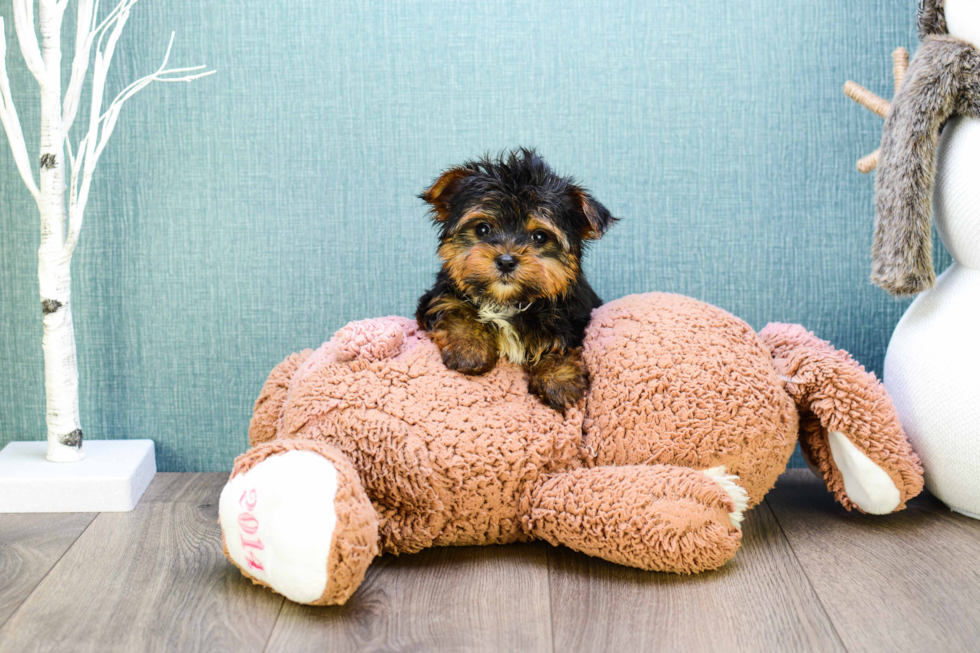 Meet  Teacup-Timmy - our Yorkshire Terrier Puppy Photo 