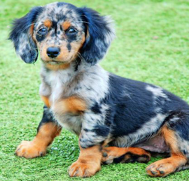Mini Doxiedoodle Puppies For Sale - Premier Pups