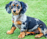 Mini Doxiedoodle Puppies For Sale Premier Pups