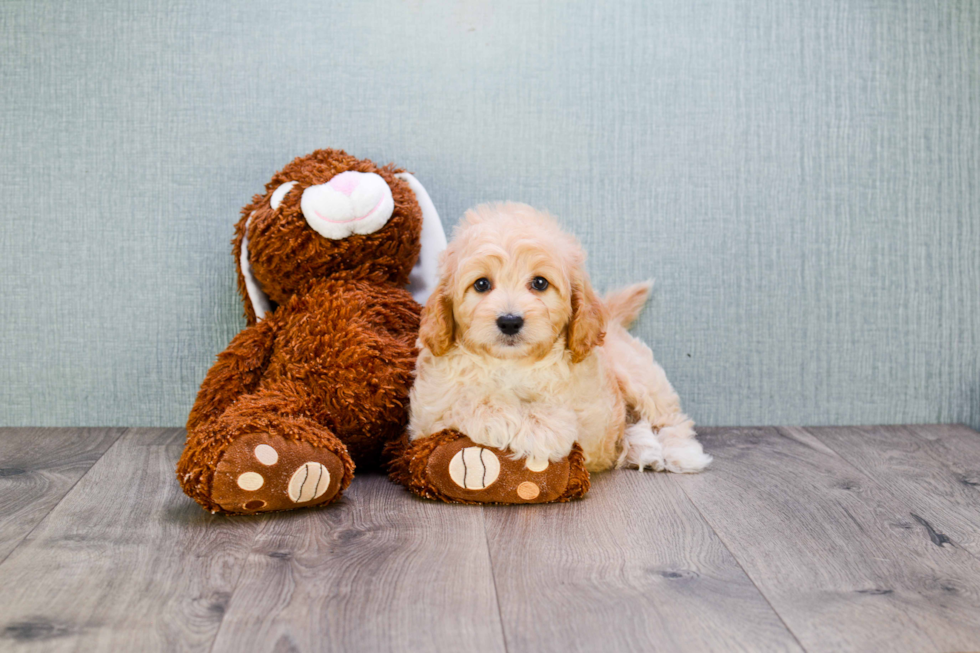 Cavapoo Pup Being Cute