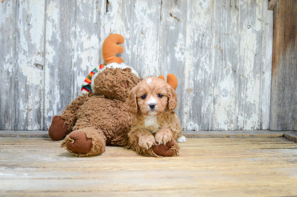 Cavapoo Pup Being Cute