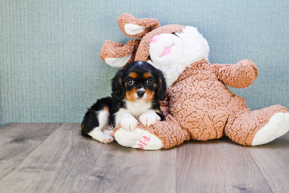 Energetic Cavalier King Charles Spaniel Purebred Puppy