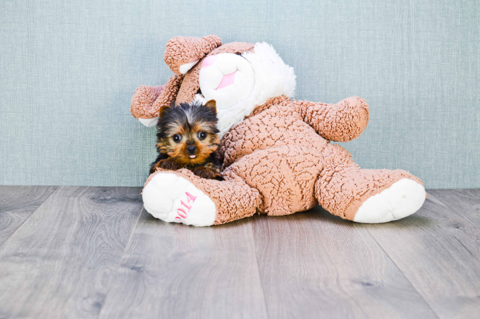 Meet Sergio - our Yorkshire Terrier Puppy Photo 