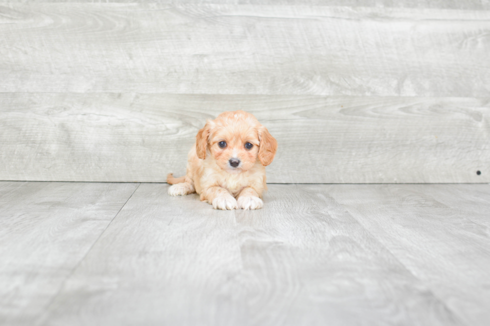 Fluffy Cavapoo Poodle Mix Pup