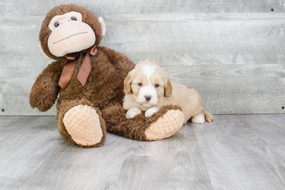 Adorable Golden Retriever Poodle Mix Puppy