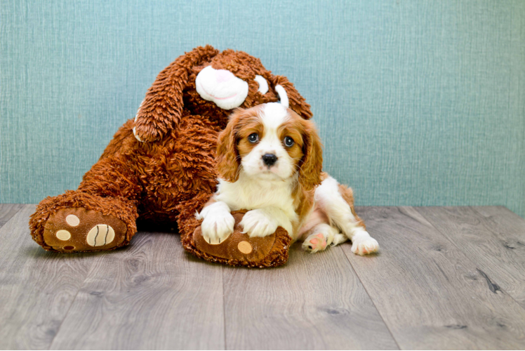 Playful Cavalier King Charles Spaniel Purebred Pup