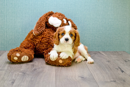 Playful Cavalier King Charles Spaniel Purebred Pup