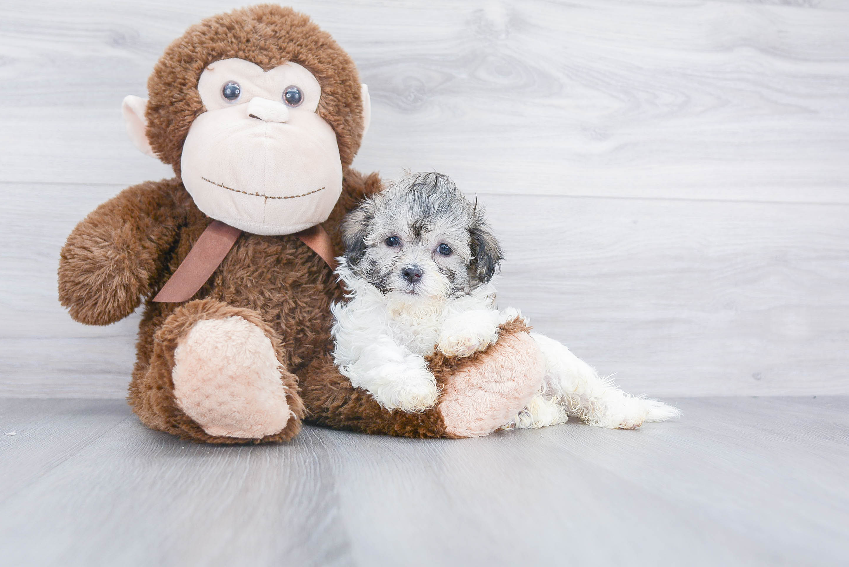 Teddy Bear Pup Being Cute