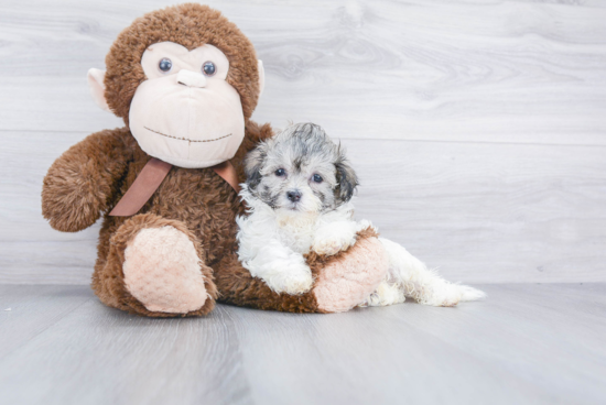 Teddy Bear Pup Being Cute