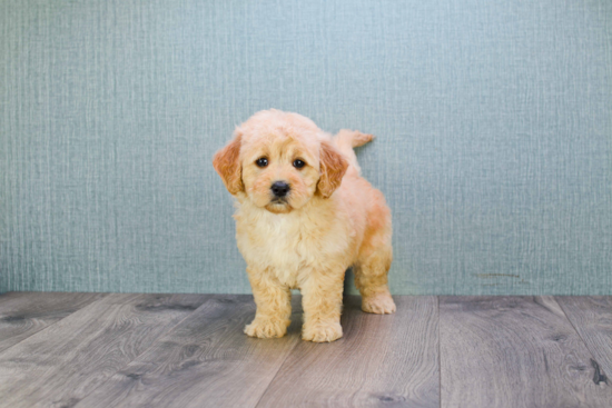 Mini Goldendoodle Pup Being Cute