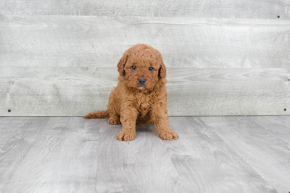 Best Mini Goldendoodle Baby