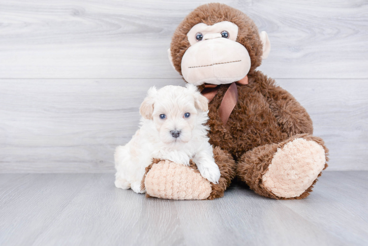 Best Maltipoo Baby
