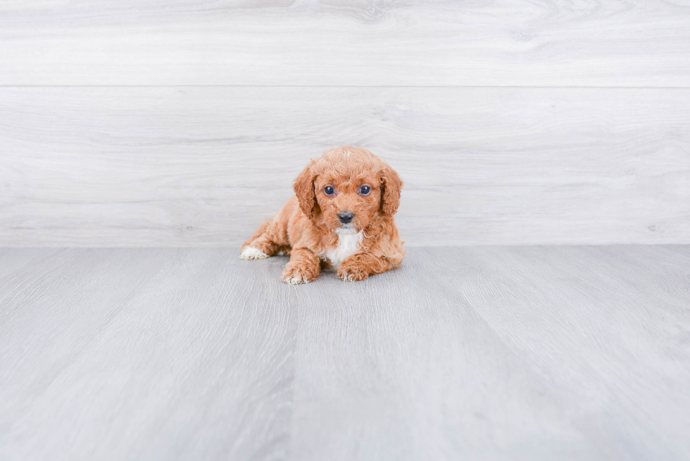 Best Mini Goldendoodle Baby