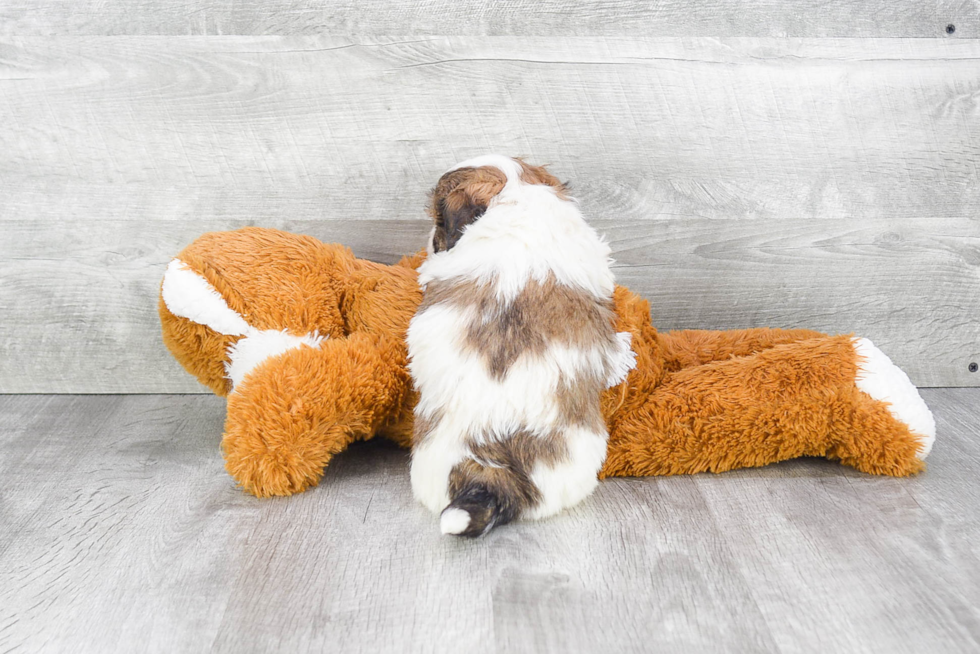 Teddy Bear Puppy for Adoption