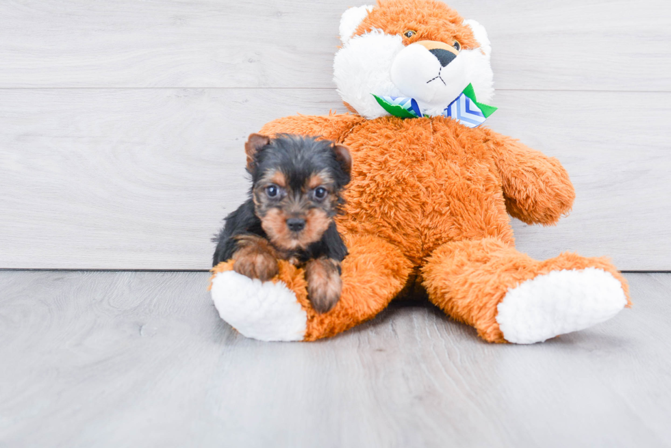 Meet Rascal - our Yorkshire Terrier Puppy Photo 