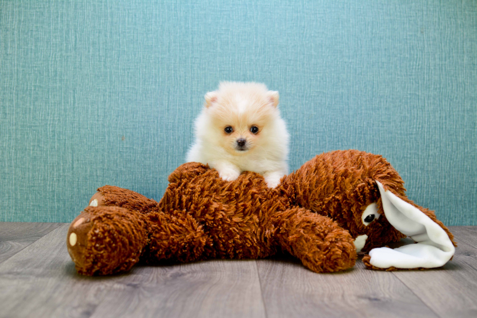 Playful Pomeranian Baby