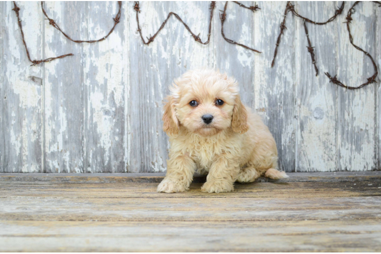 Cavapoo Puppy for Adoption