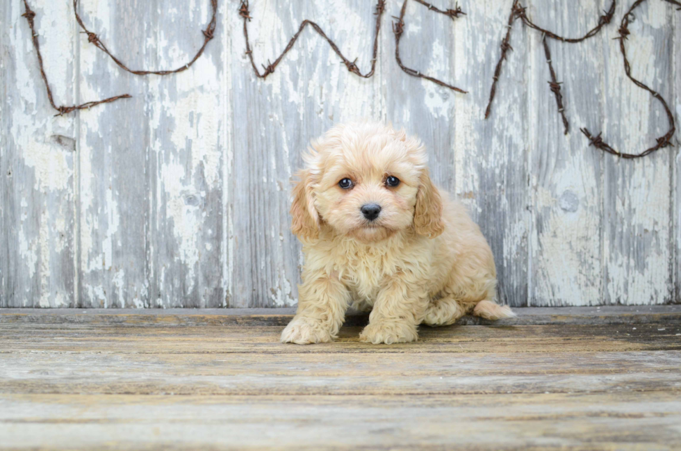 Cavapoo Puppy for Adoption