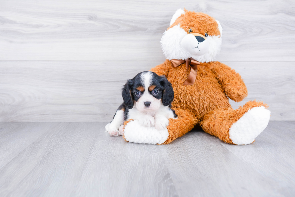 Energetic Cavalier King Charles Spaniel Purebred Puppy