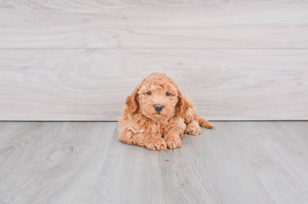 Mini Goldendoodle Pup Being Cute