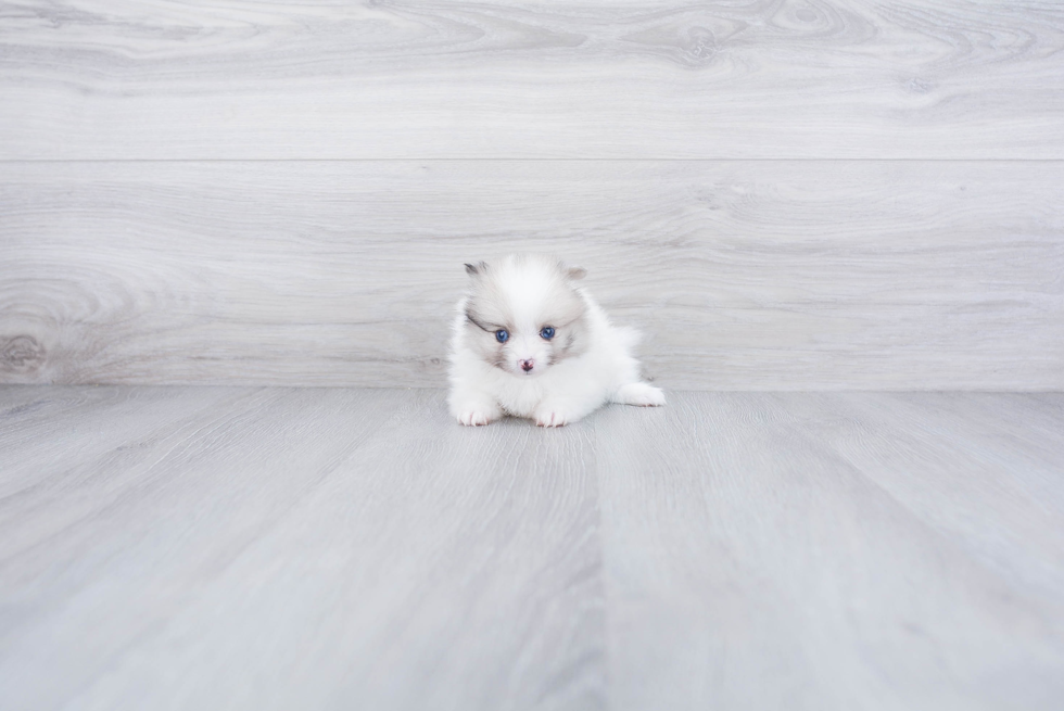 Pomeranian Puppy for Adoption