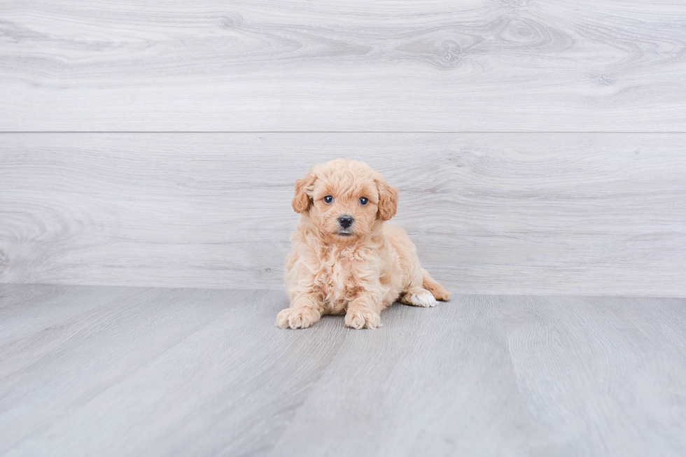 Hypoallergenic Golden Retriever Poodle Mix Puppy