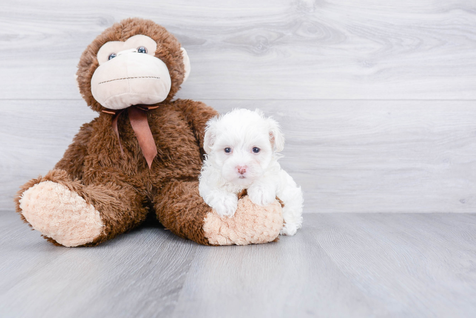 Best Maltipoo Baby