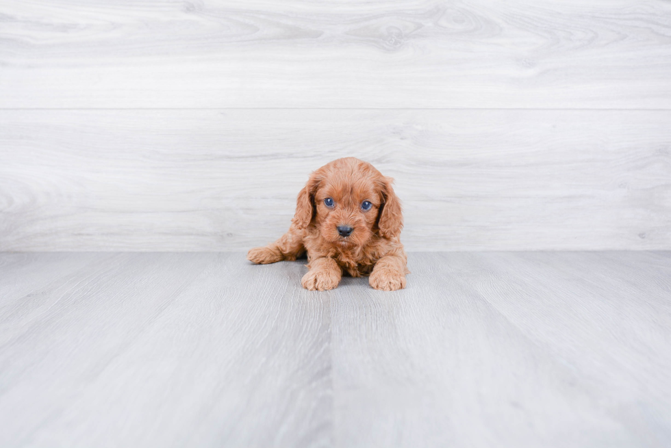 Cavapoo Pup Being Cute