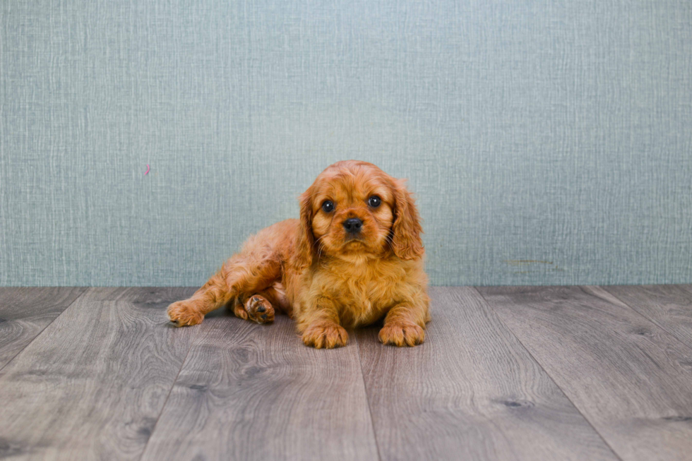 Small Cavalier King Charles Spaniel Baby