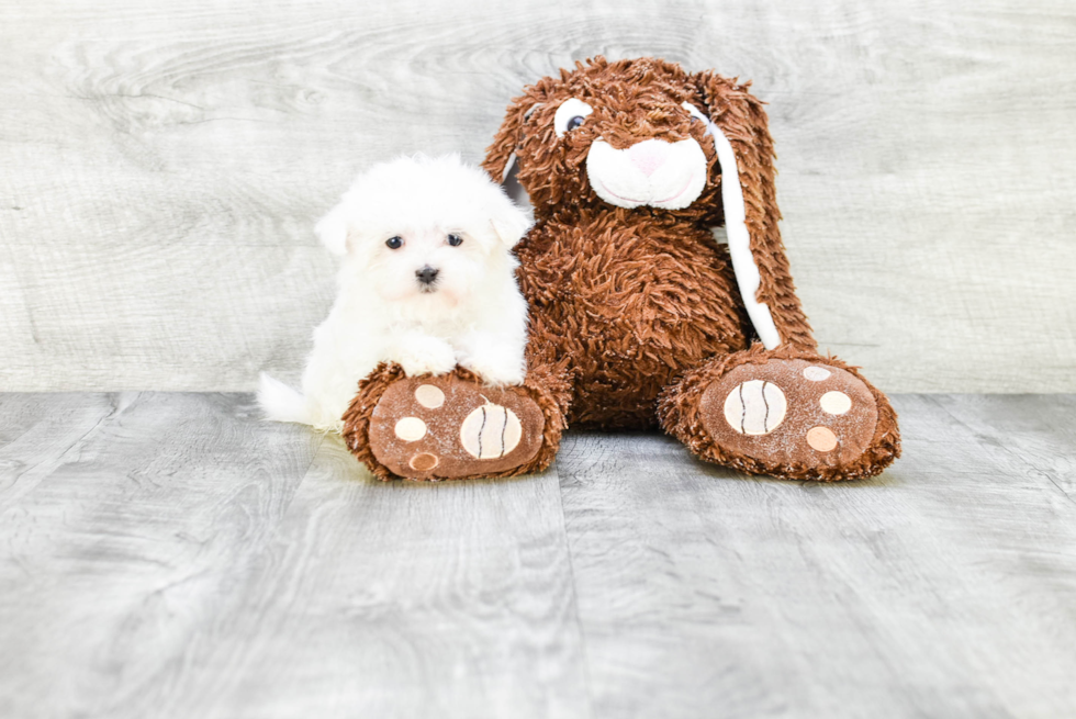 Happy Maltese Purebred Puppy