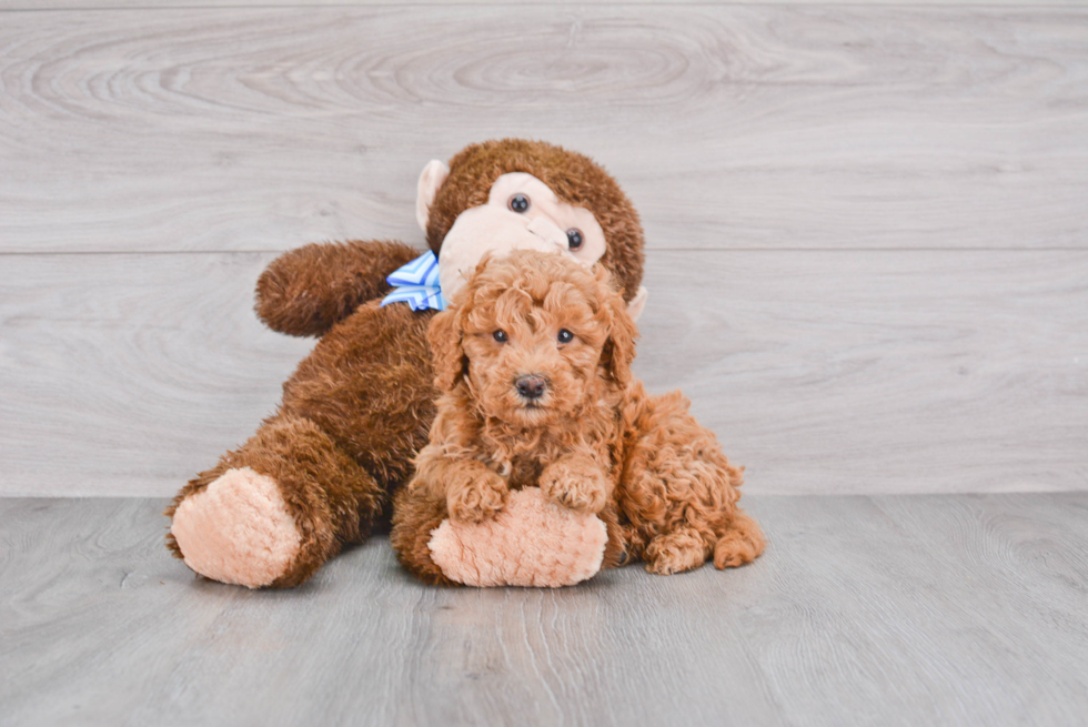 Energetic Golden Retriever Poodle Mix Puppy