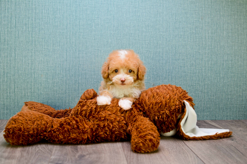 Friendly Cavapoo Baby