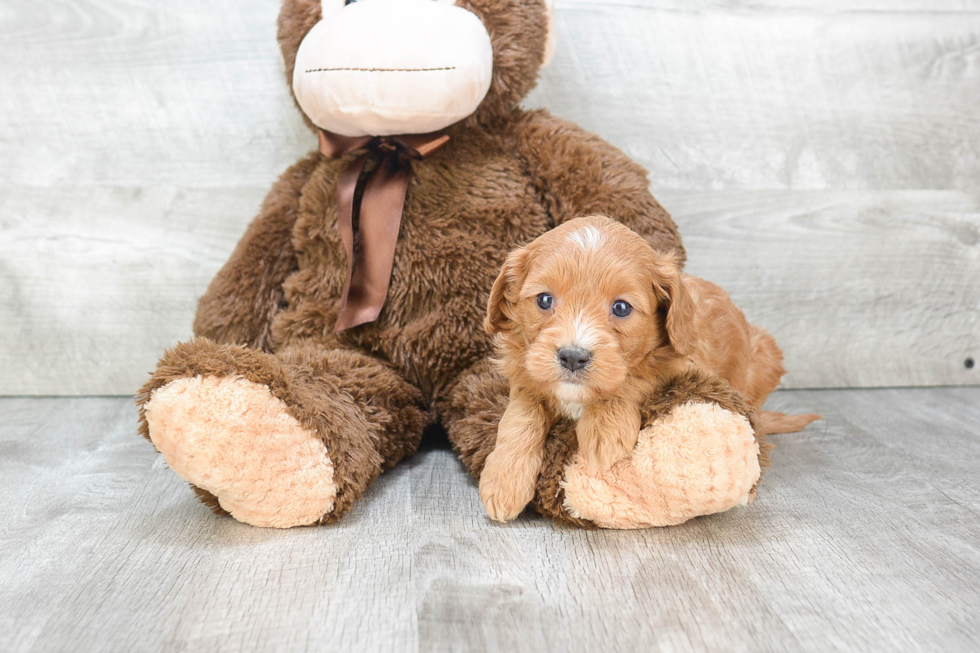 Small Cavapoo Baby