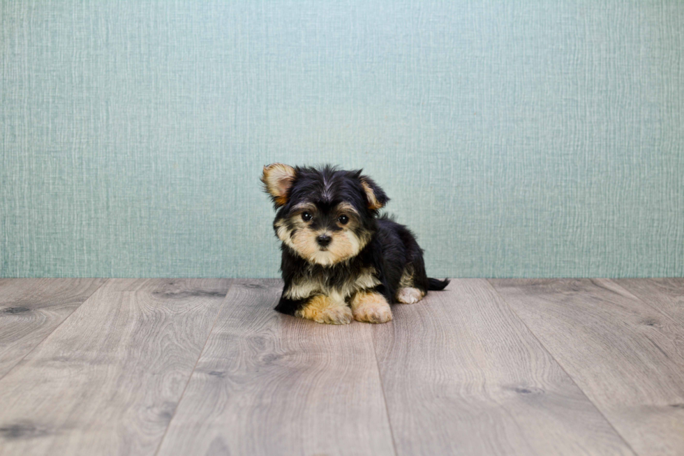 Morkie Puppy for Adoption